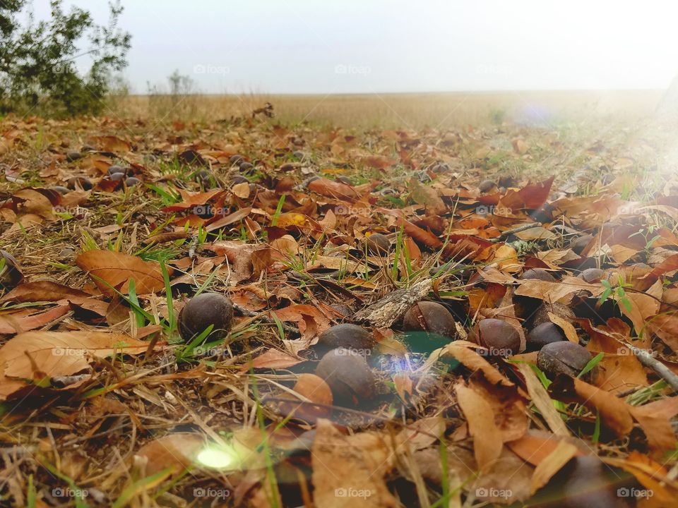 Walnuts and Leaves Overlooking the Marsh