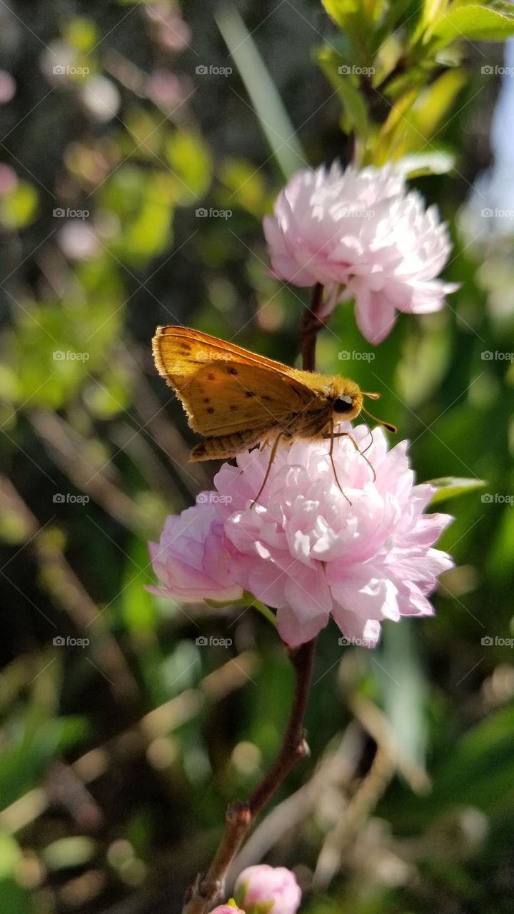 Barbie World Nature with an Orange Moth & a Pink Flower