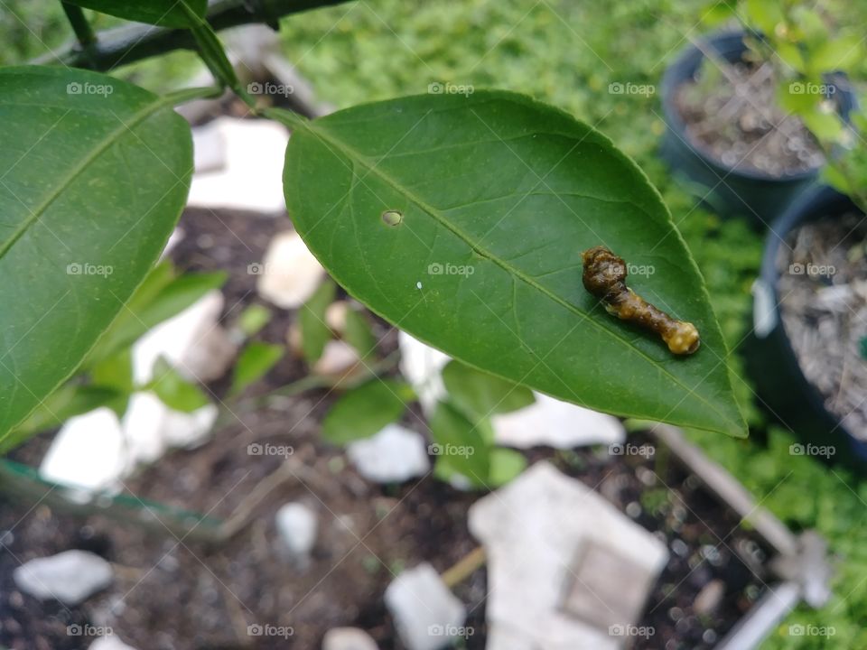 Orange dog catepillar (Papilio cresphontes Crame)