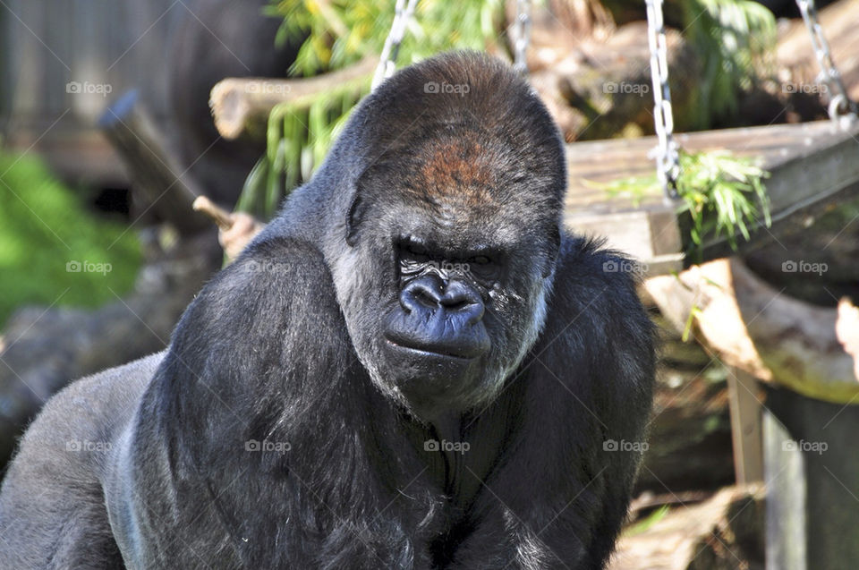 face animal zoo fighter by hkjohan