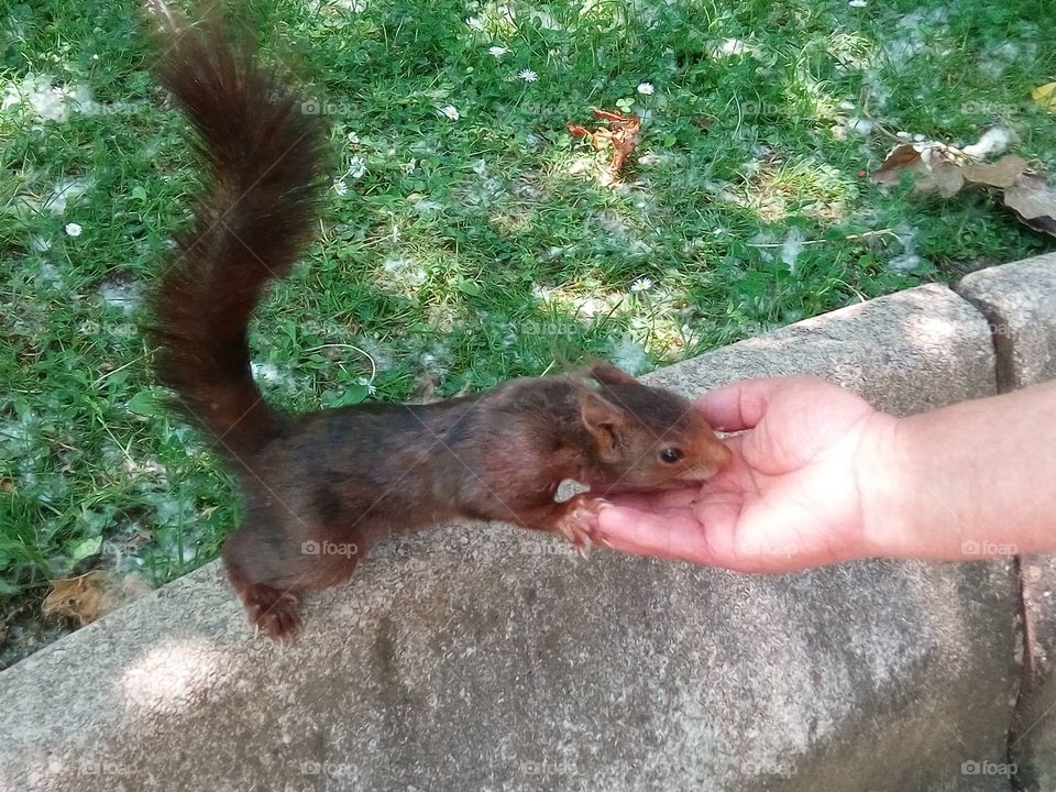 A park squirrel eating from the hand