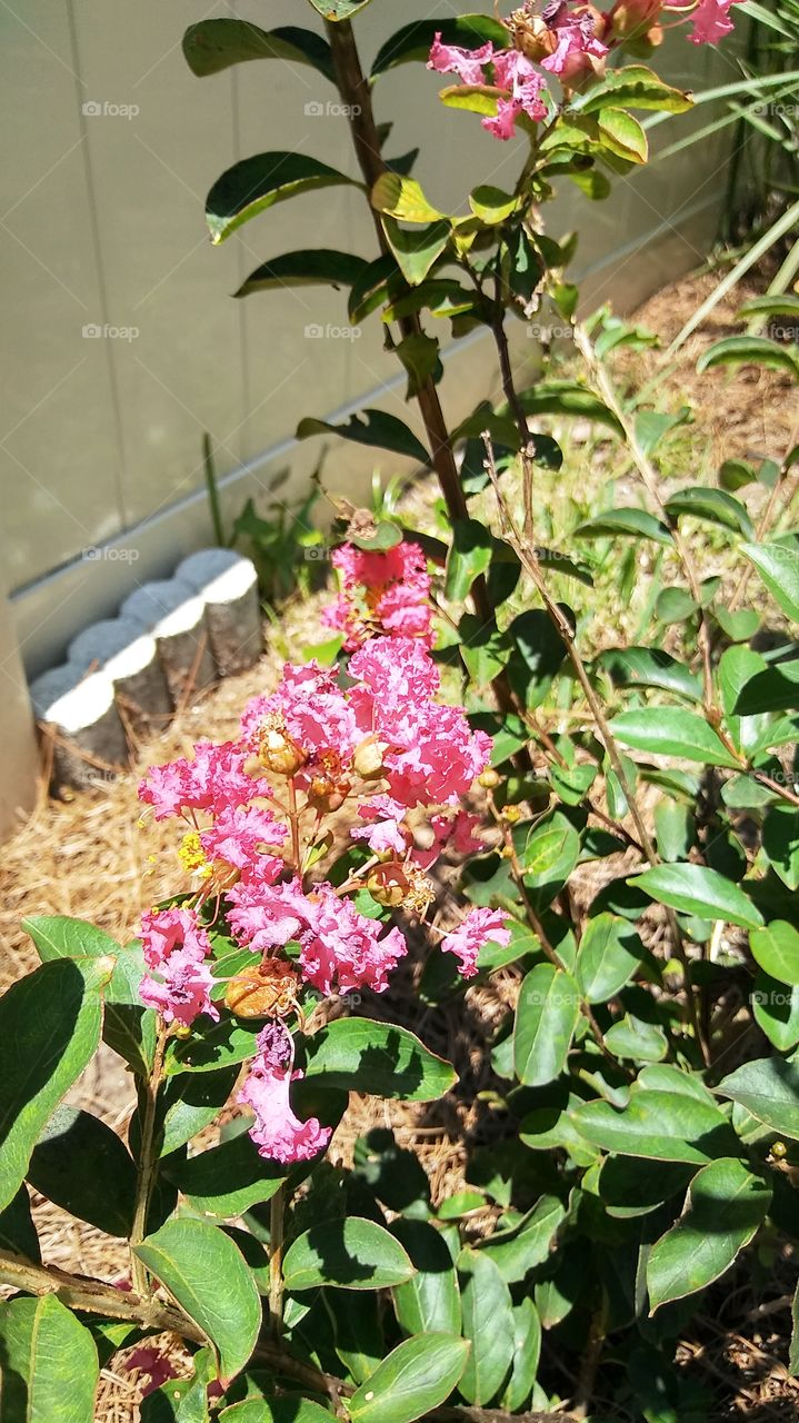 Crepe Myrtles Are Blooming