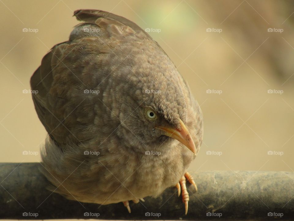 Jungle babbler bird or (Turdoides striata) or beautiful seven sisters or angry bird