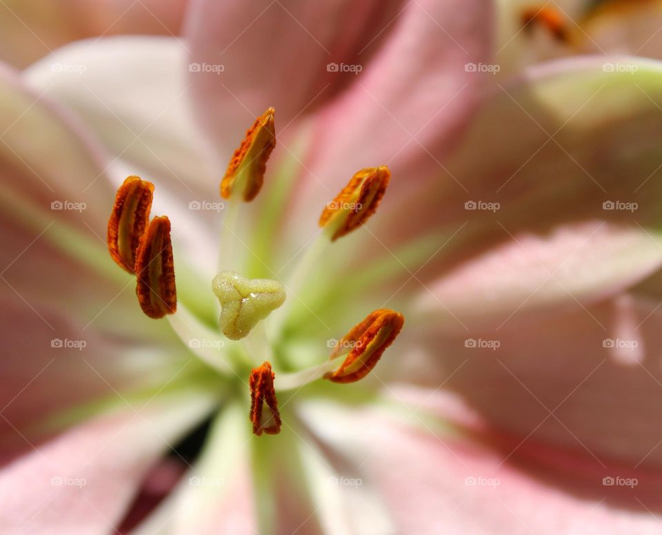 pink lily pollen