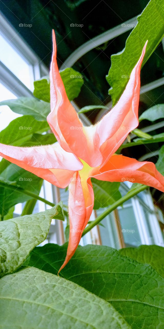 the bill flower that looks like a star.