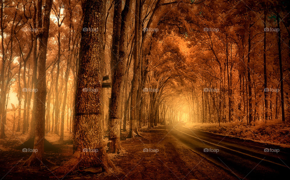 forest at malang city