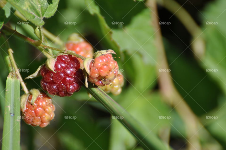 Wild blackberries