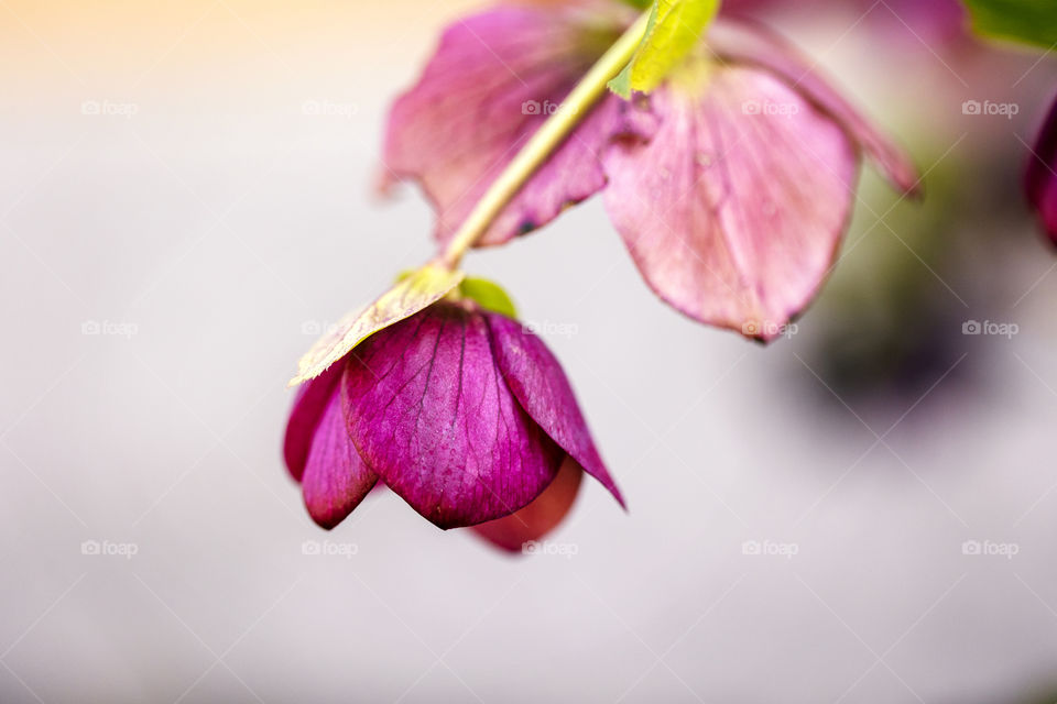 A portrait of a purple springflower hanging on a branch of a bush in a garden during a sunny spring day.