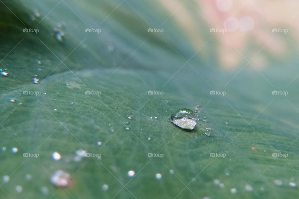 water droplet on green leaf