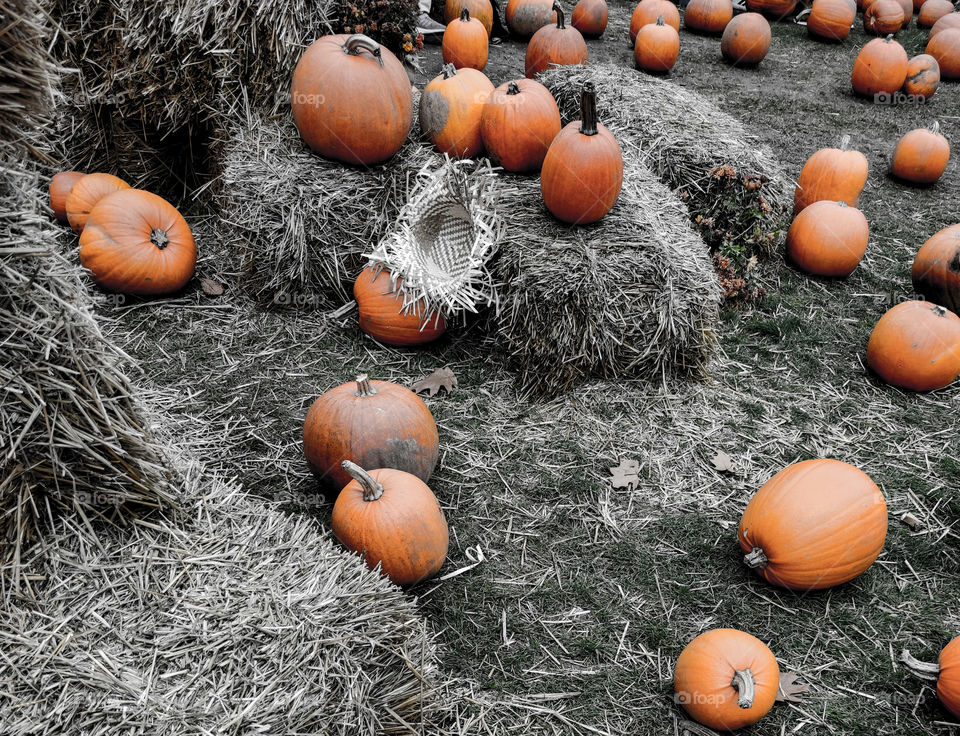 Pumpkins rural field