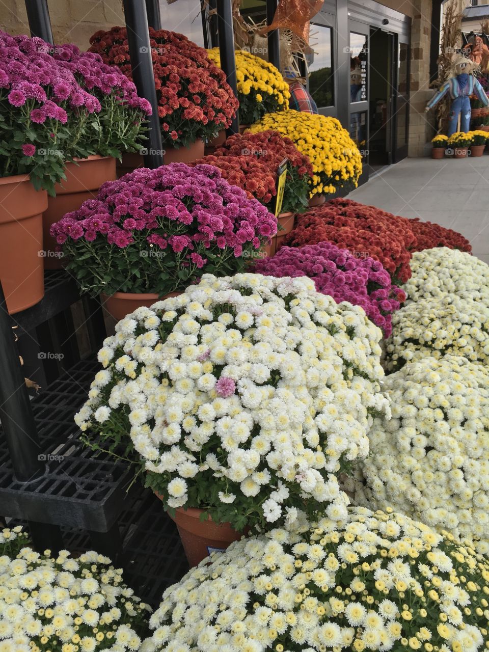 Lots of Mums
 