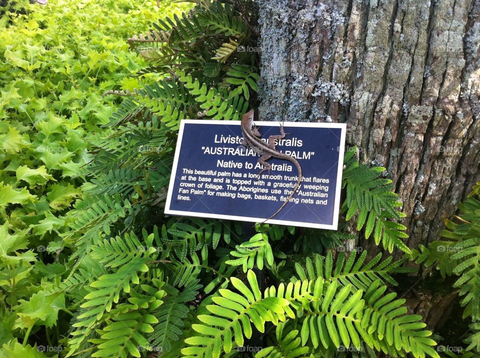 Lizard on Sign. I went to read the name of this tree and this cute little lizard was happily in my way.