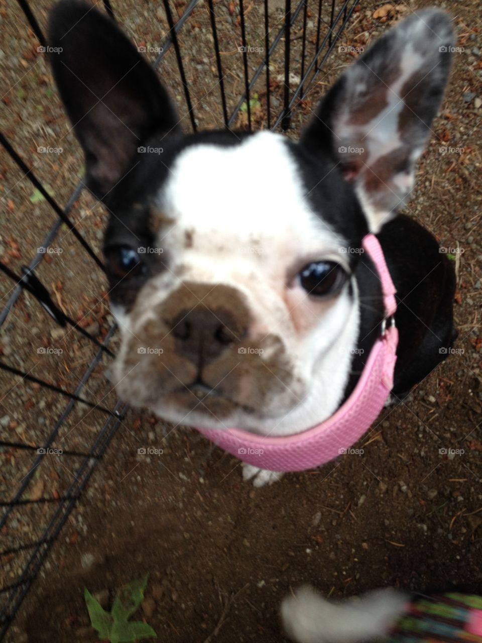 The problem with no grass in your campsite is there are more places for your Boston terrier to dig!