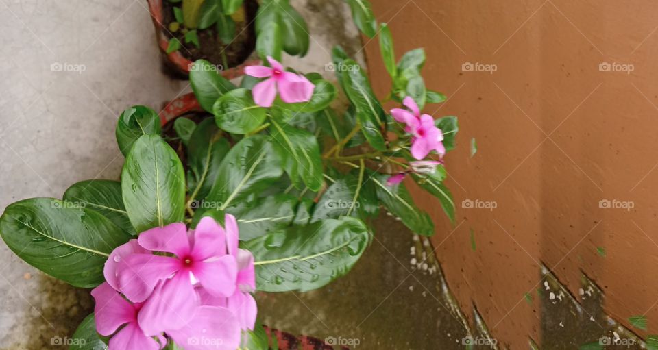 Pink and green beauty