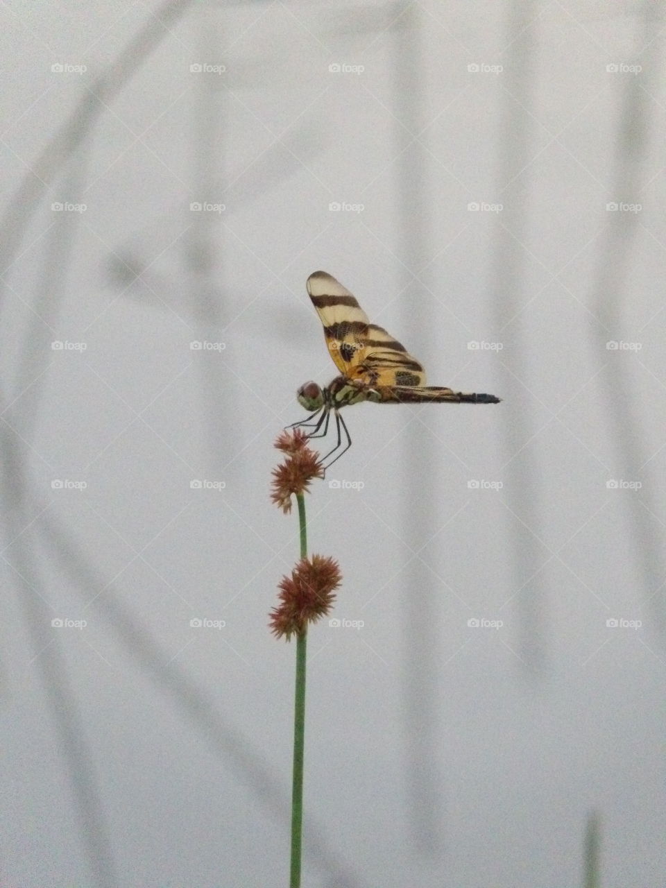 Flying Tiger. Watching a winged gymnast 