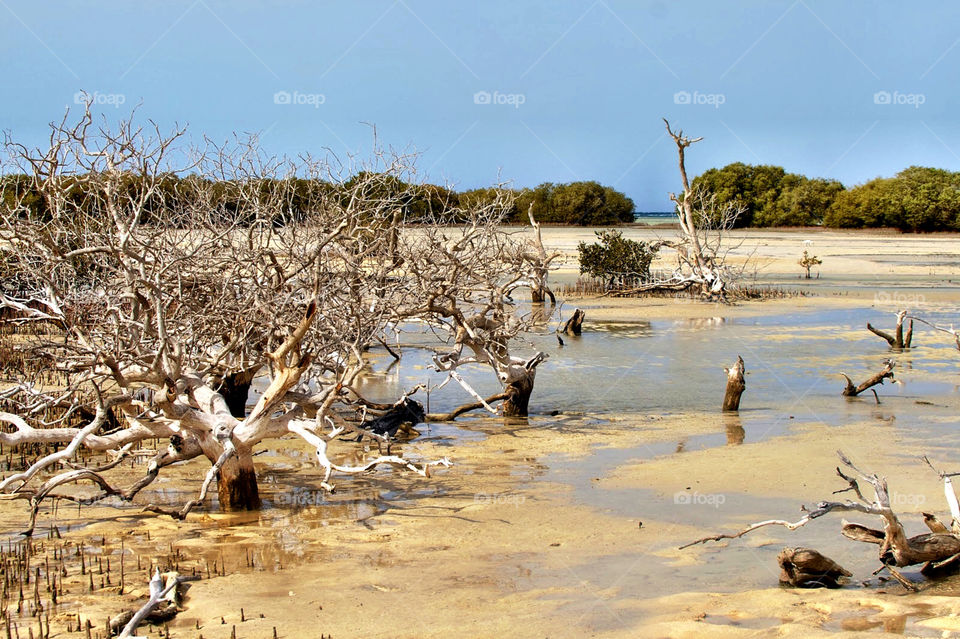 Mangroves at the Red Sea