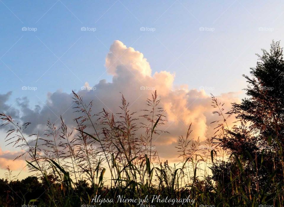 Beautiful prairie grass kissed by the wind, nestled within the clouds. Stunning sunset colors adorn the background.