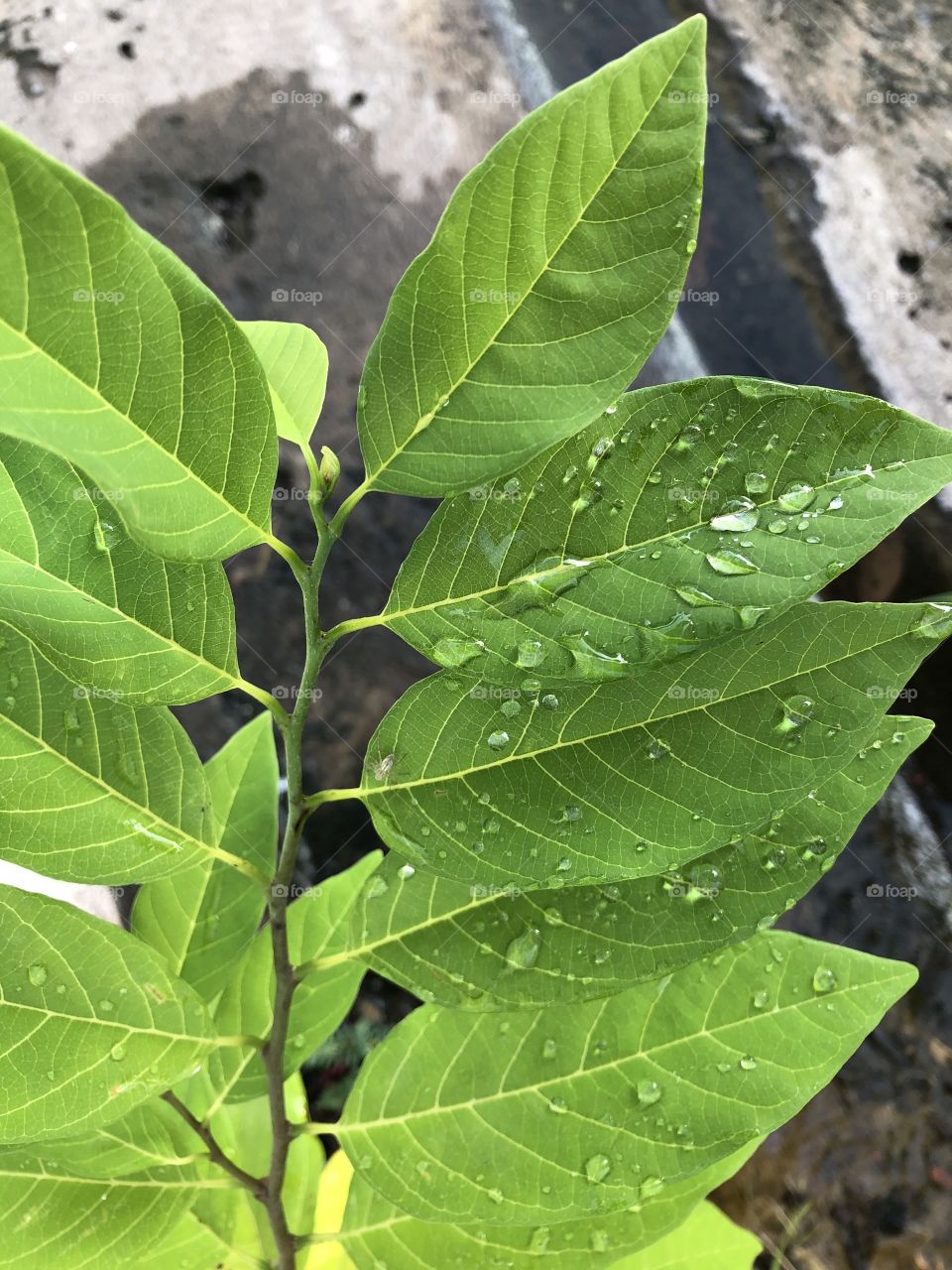 The signs of raining, Countryside ( Thailand 🇹🇭