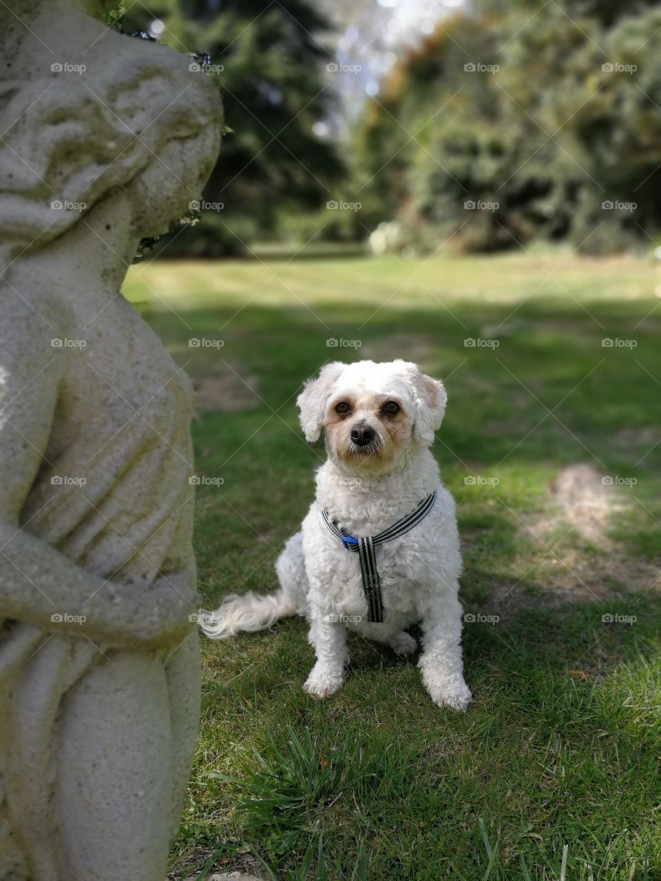 dog with statue