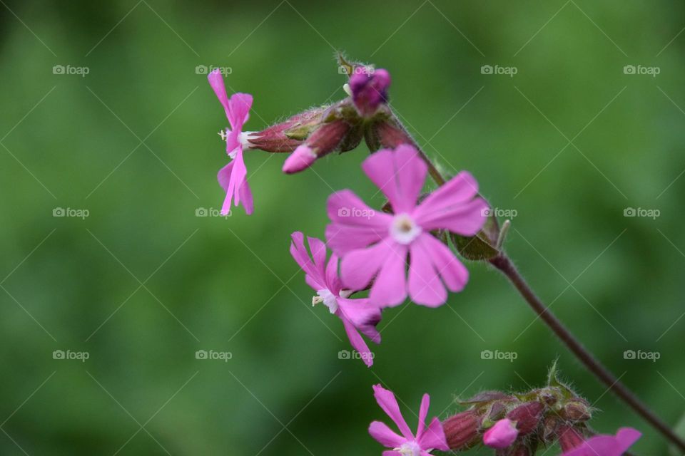 Blüten einer roten Lichtnelke
