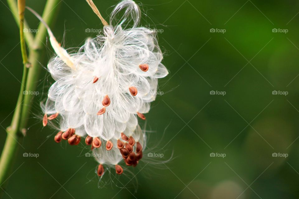 Dandelion seeds blowing from stem