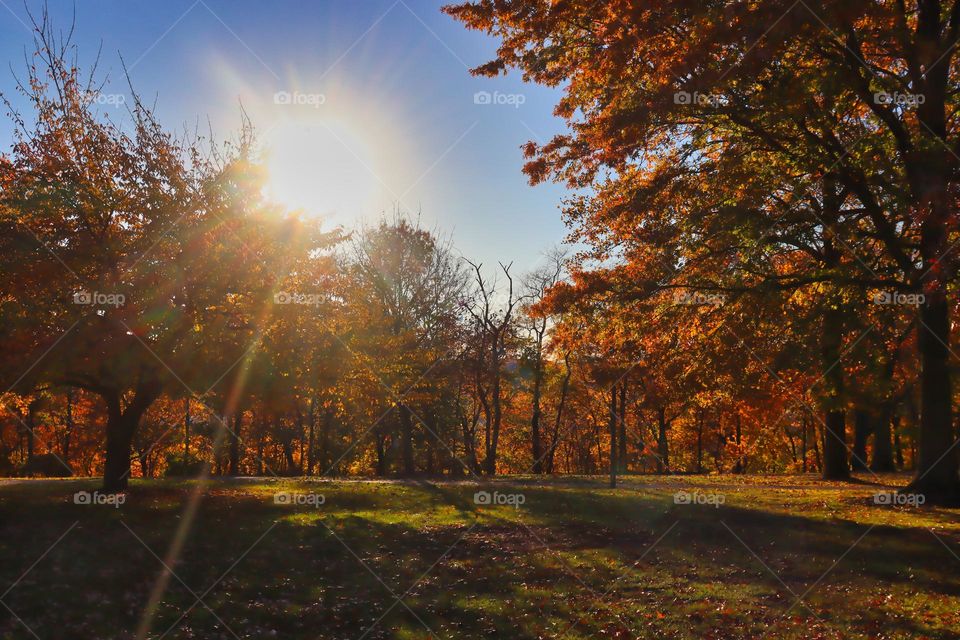 Autumn in the park