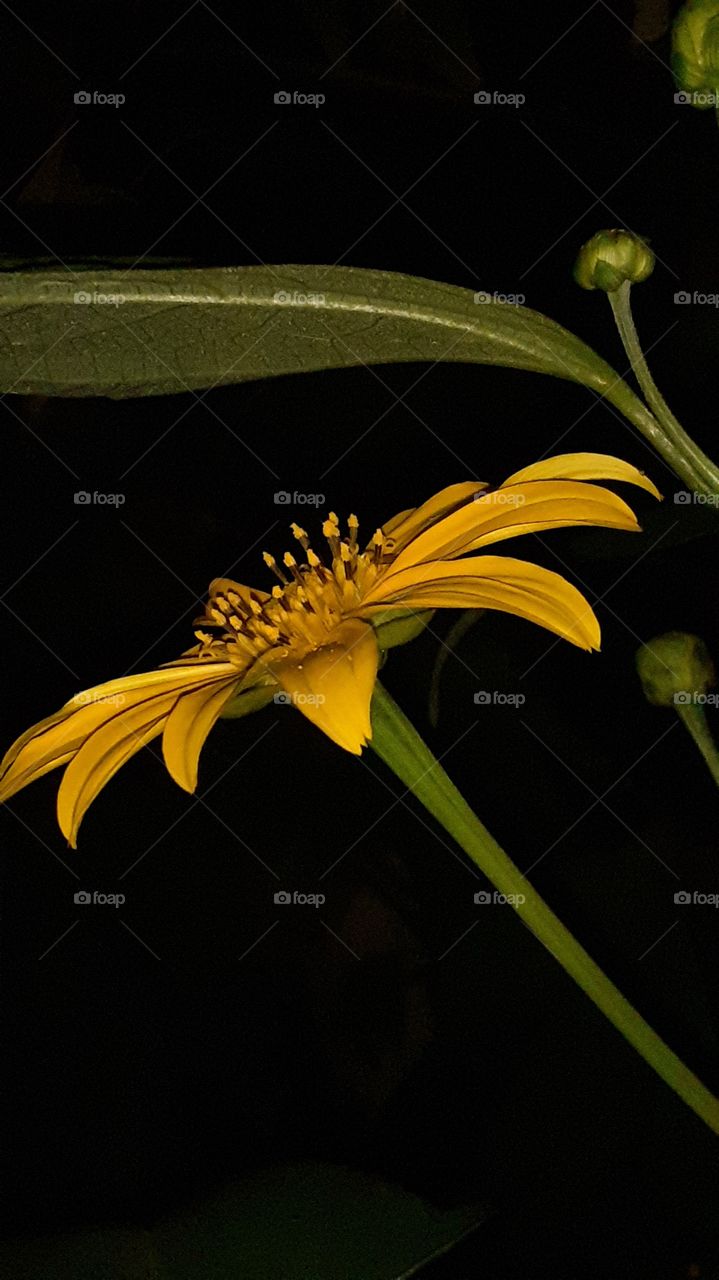 mesmo na escuridão vejo a beleza