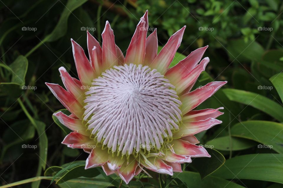 Protea