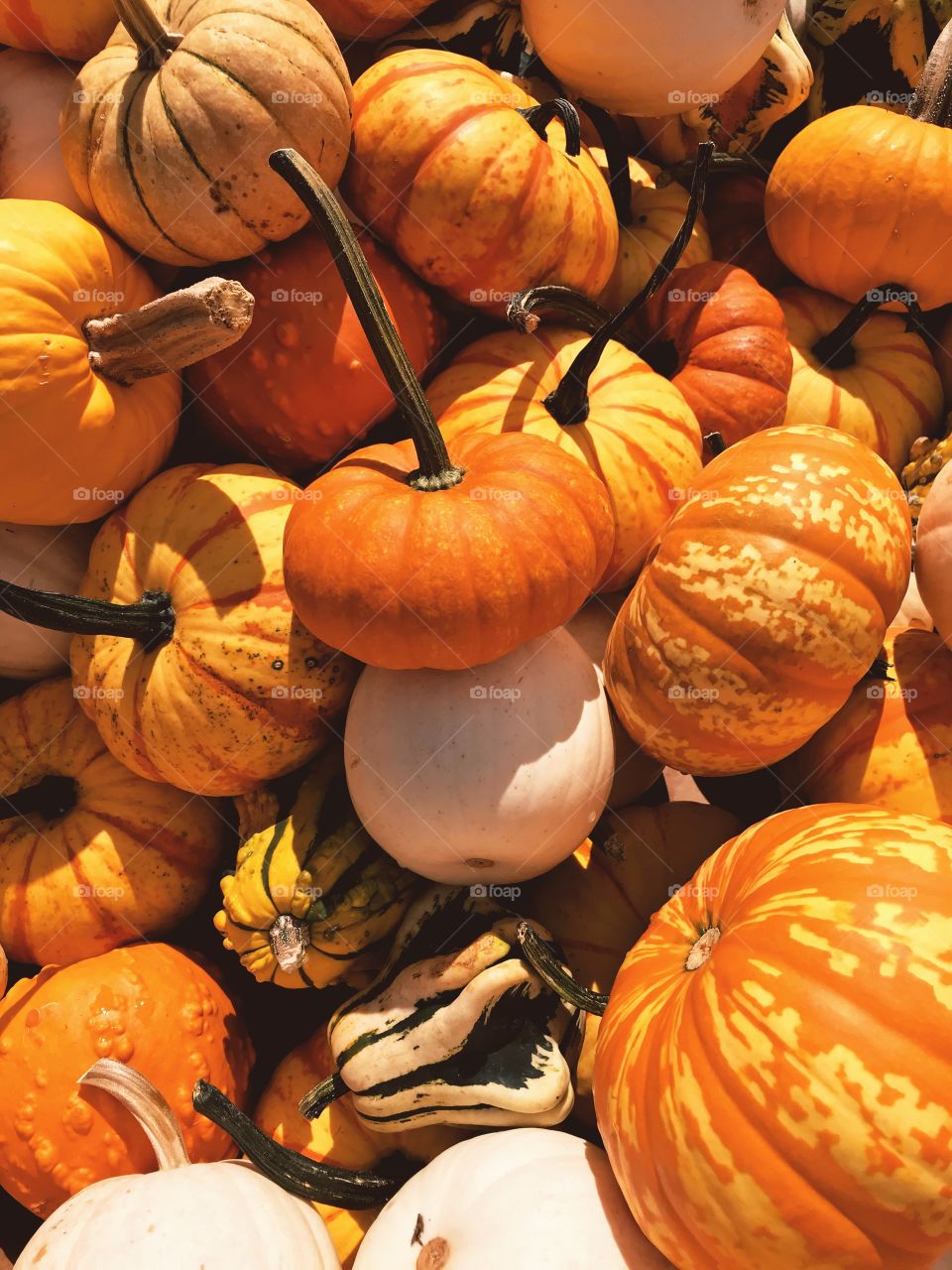Mini pumpkins 