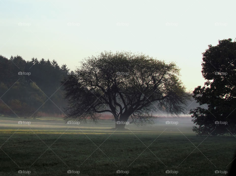 morning tree silhouette mist by landon
