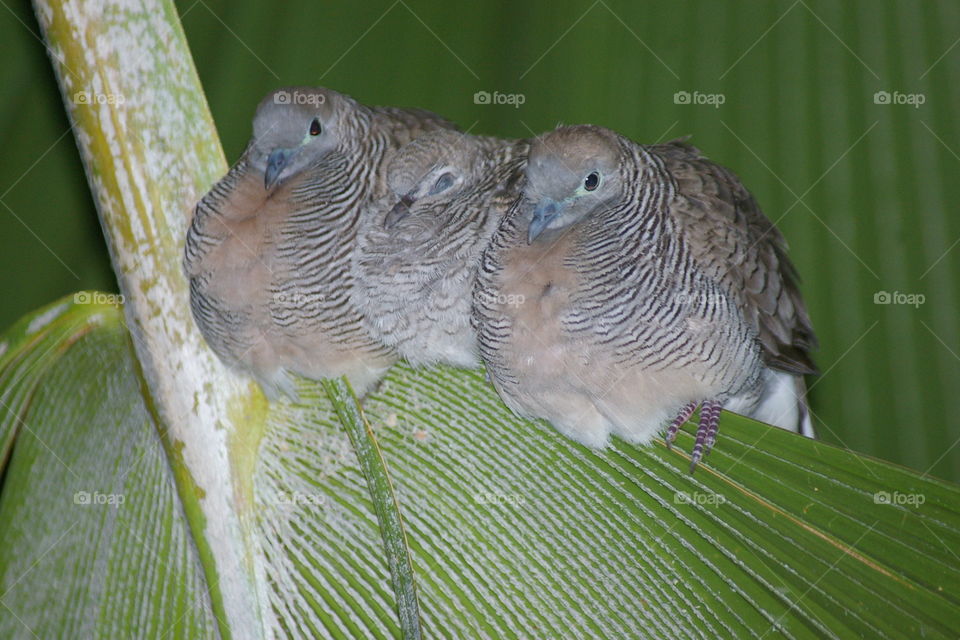 suggled between. Zebra dove parents bookend their chick.