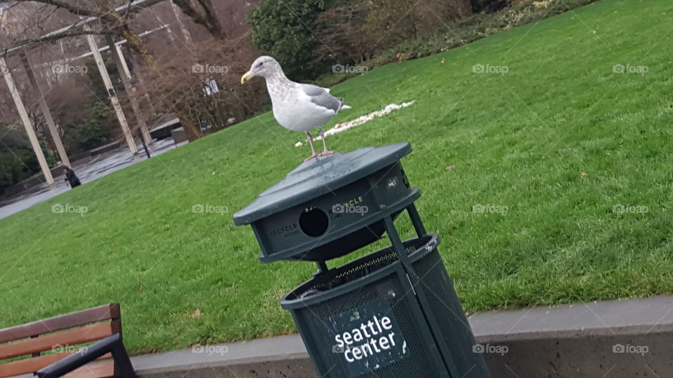 seagull on trash can