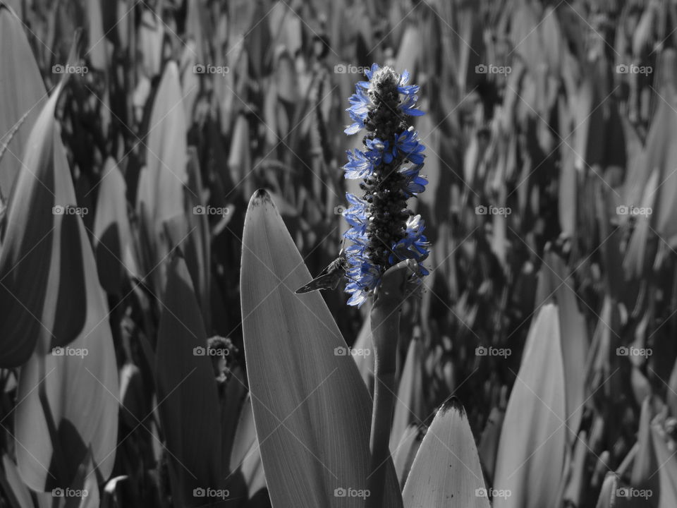 black and blue plant life at a duck pond in Sacramento California