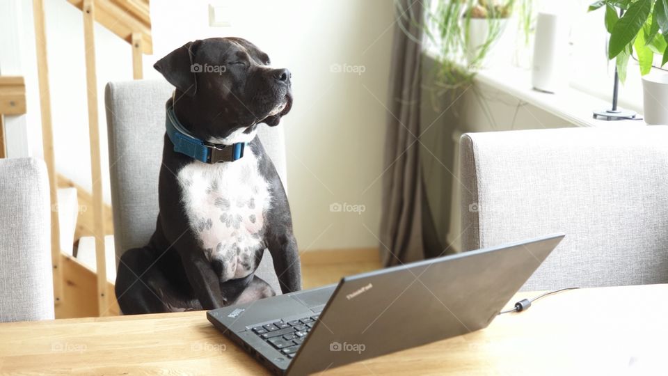 Dog working on the laptop 