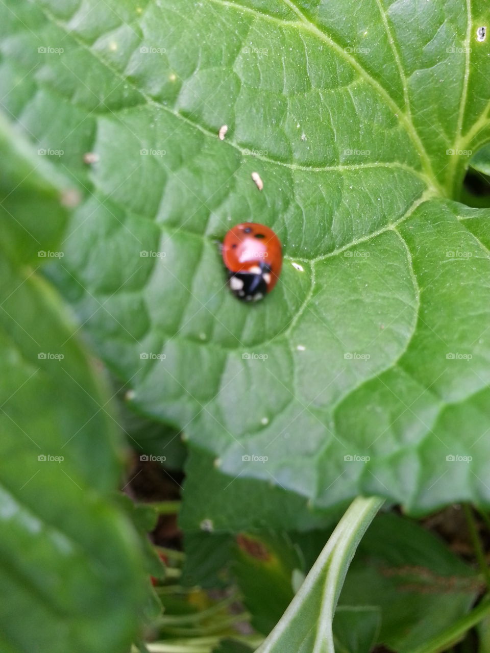 lady Bug. Lady Bug in Garden