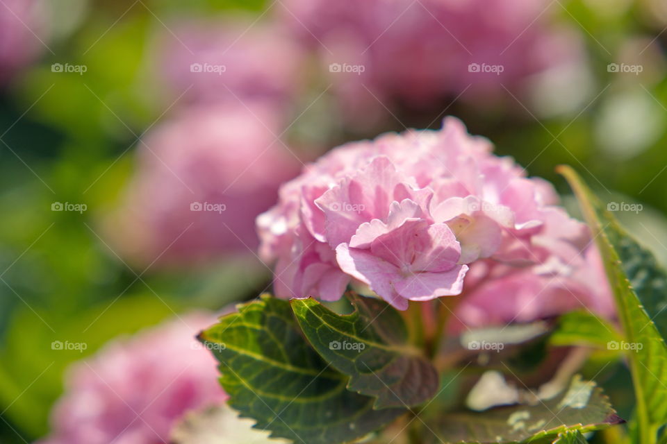 Light pink hydrangea