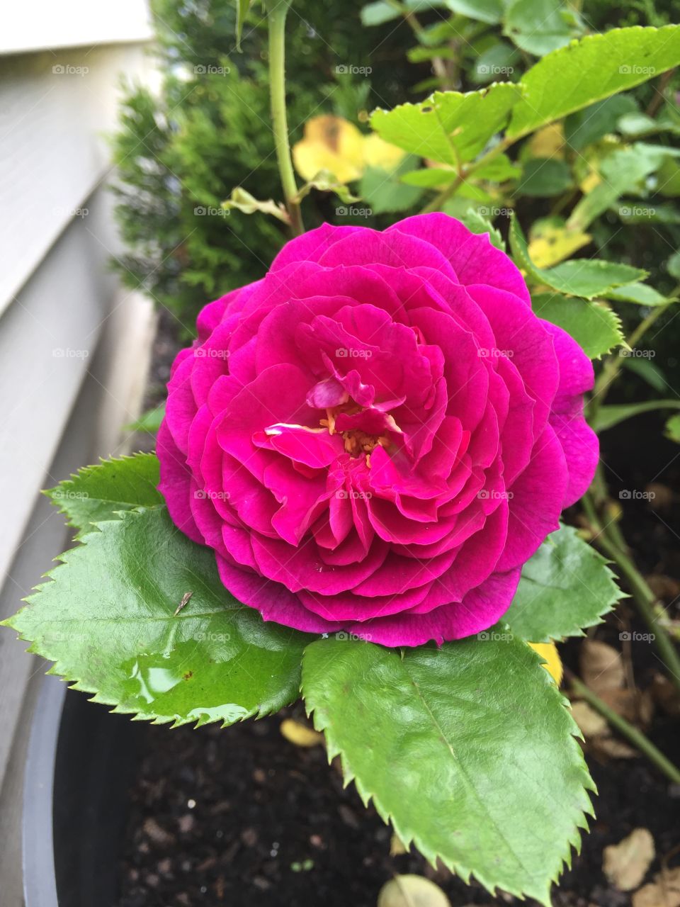 Ebb Tide Rose 