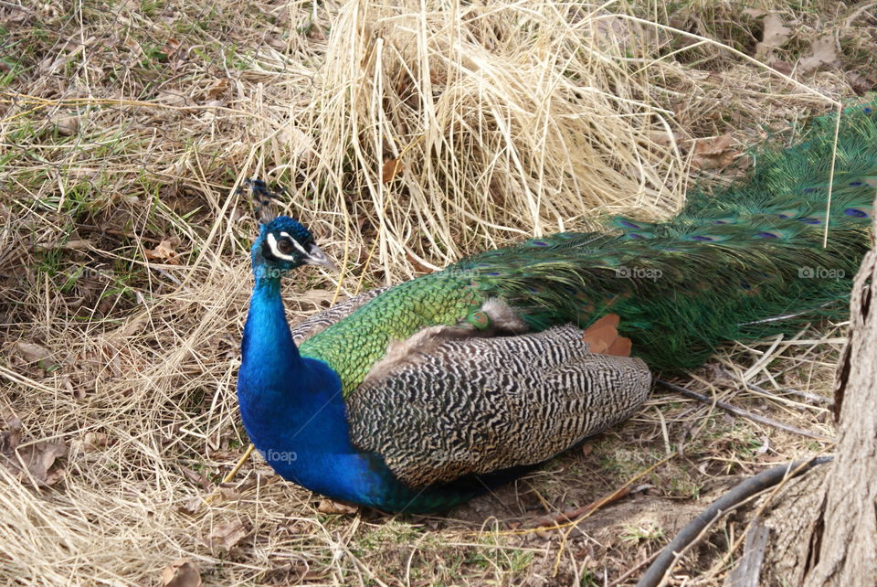 Peacock