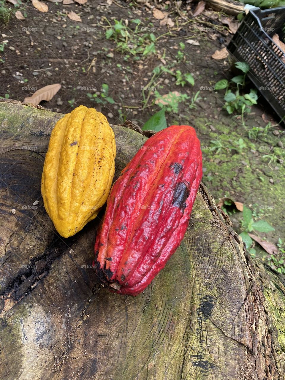 Amazing nature Costa Rica cacao 