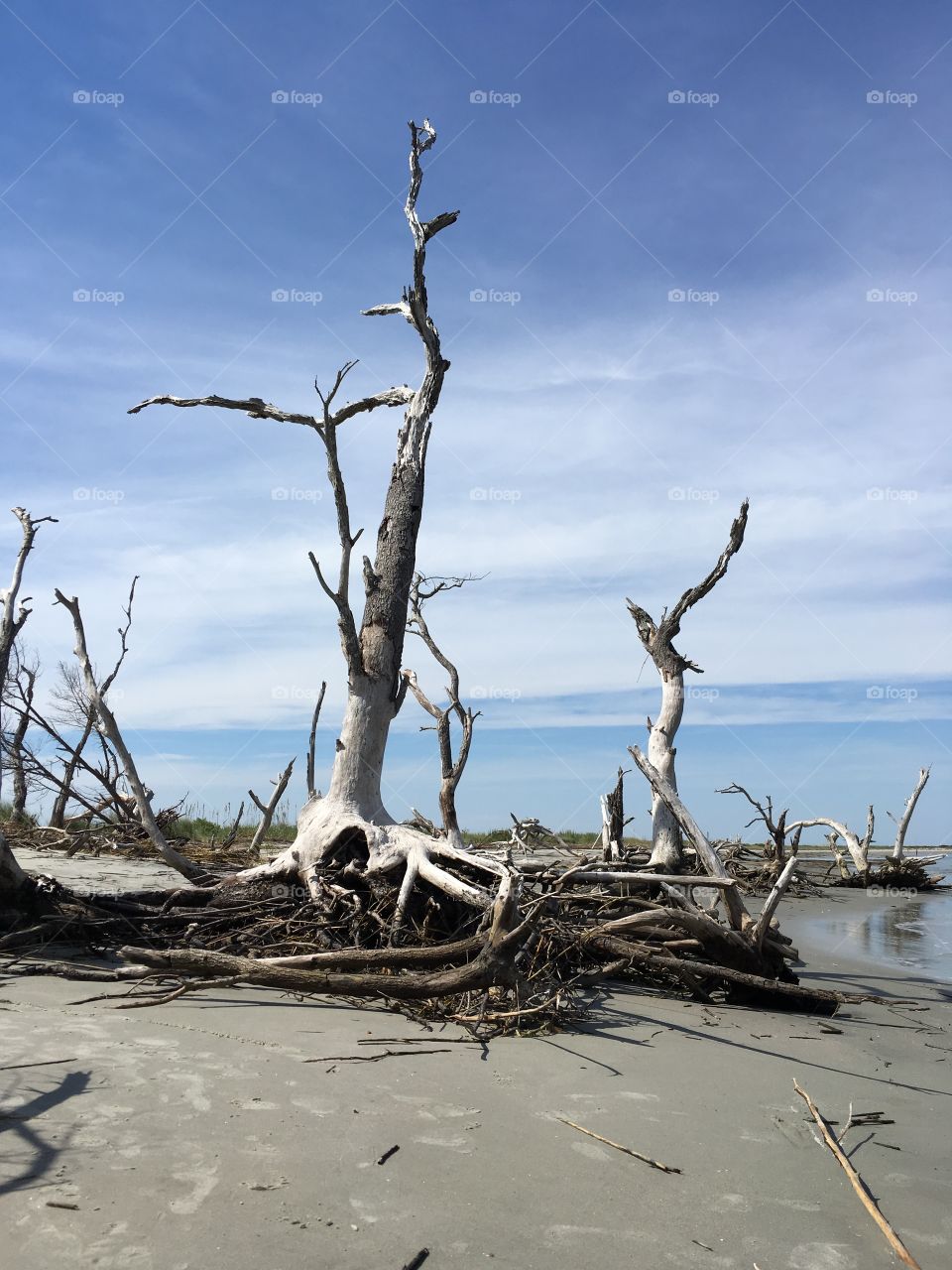 Beach driftwood 