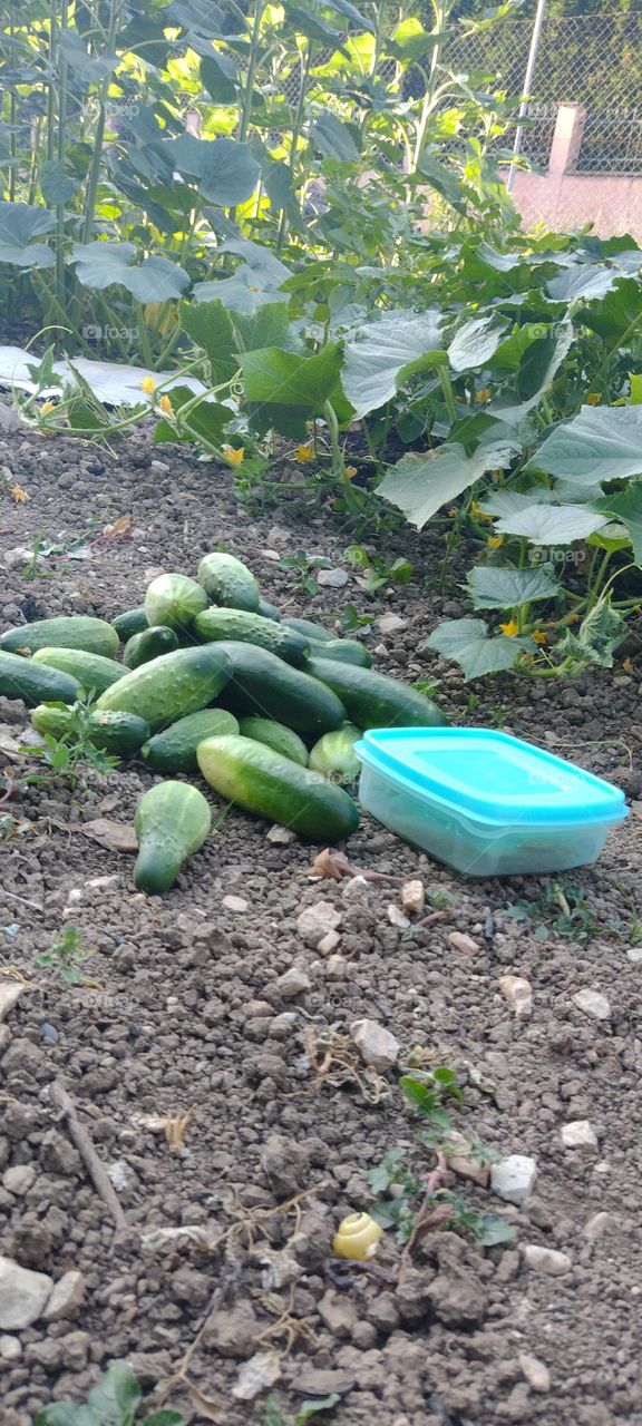 be autentick get Green