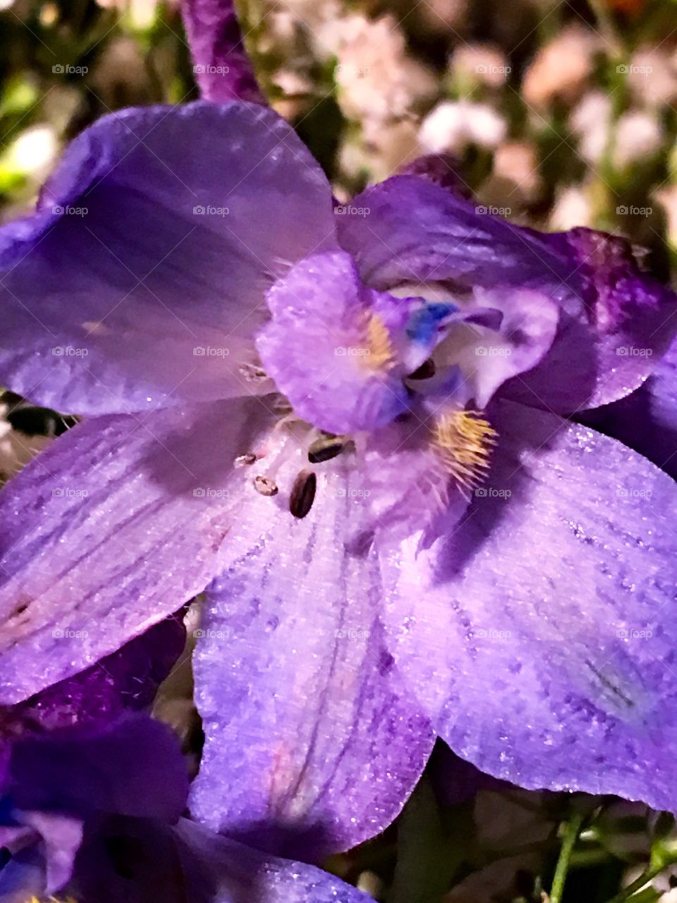 Vibrant purple flower
