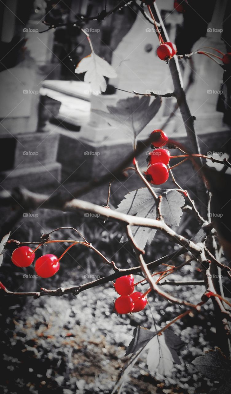 Red wild fruits on monochrome