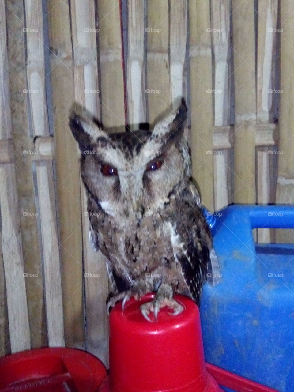 the owl visit our home one night