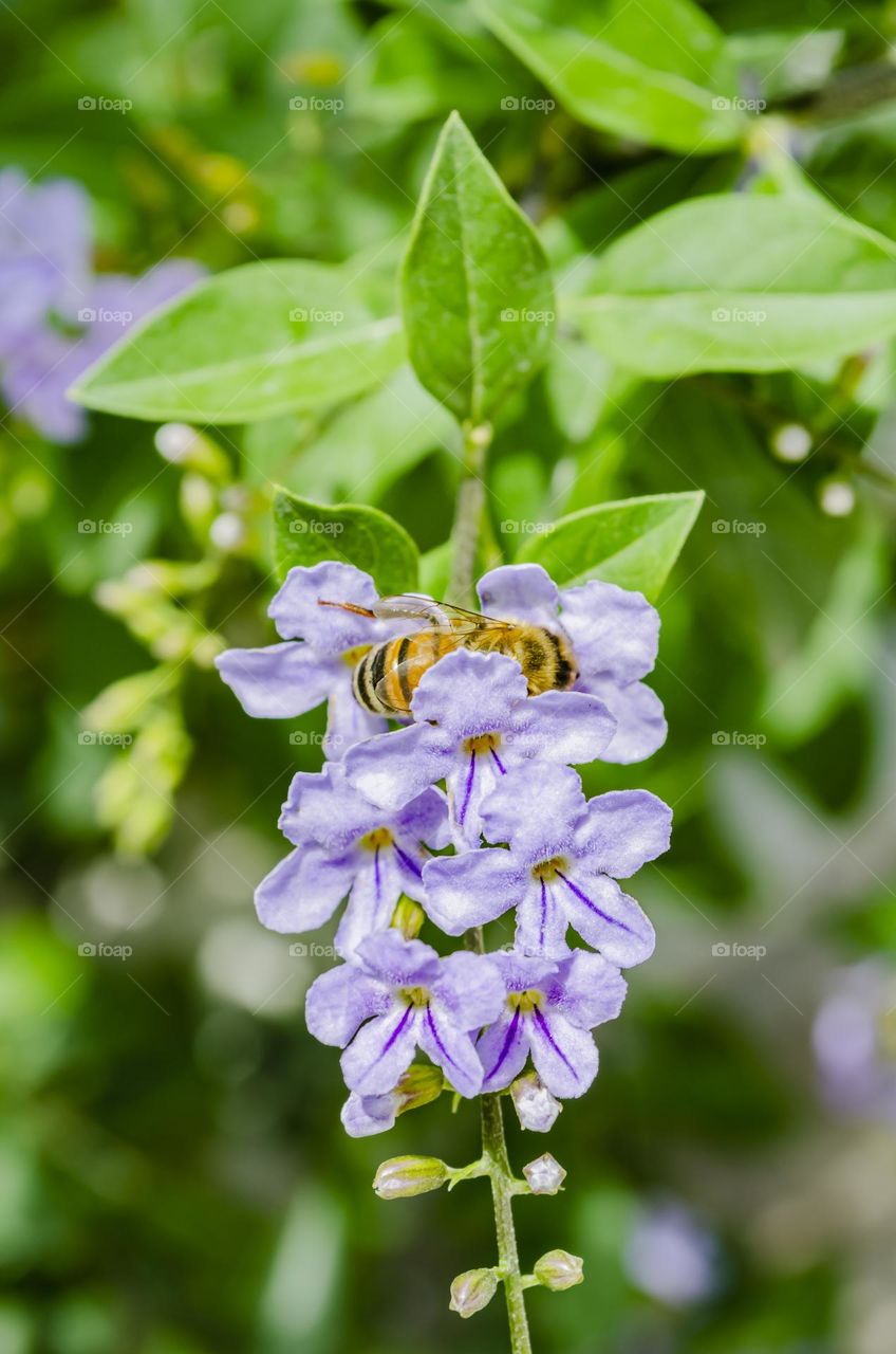 Bee On Duranta Erecta