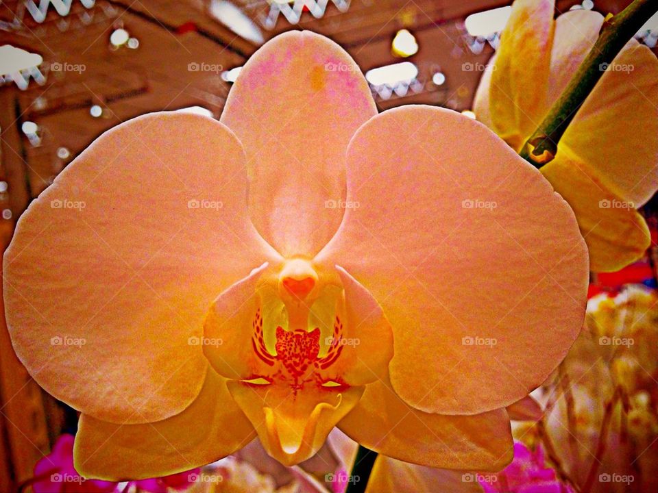 Peach orchid