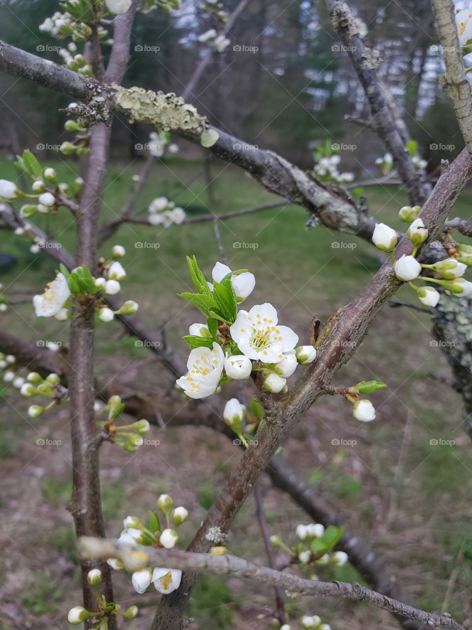 Plum blossoms