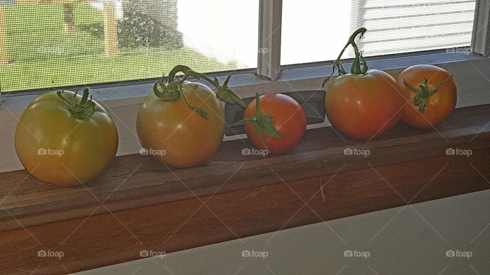 Tomatoes