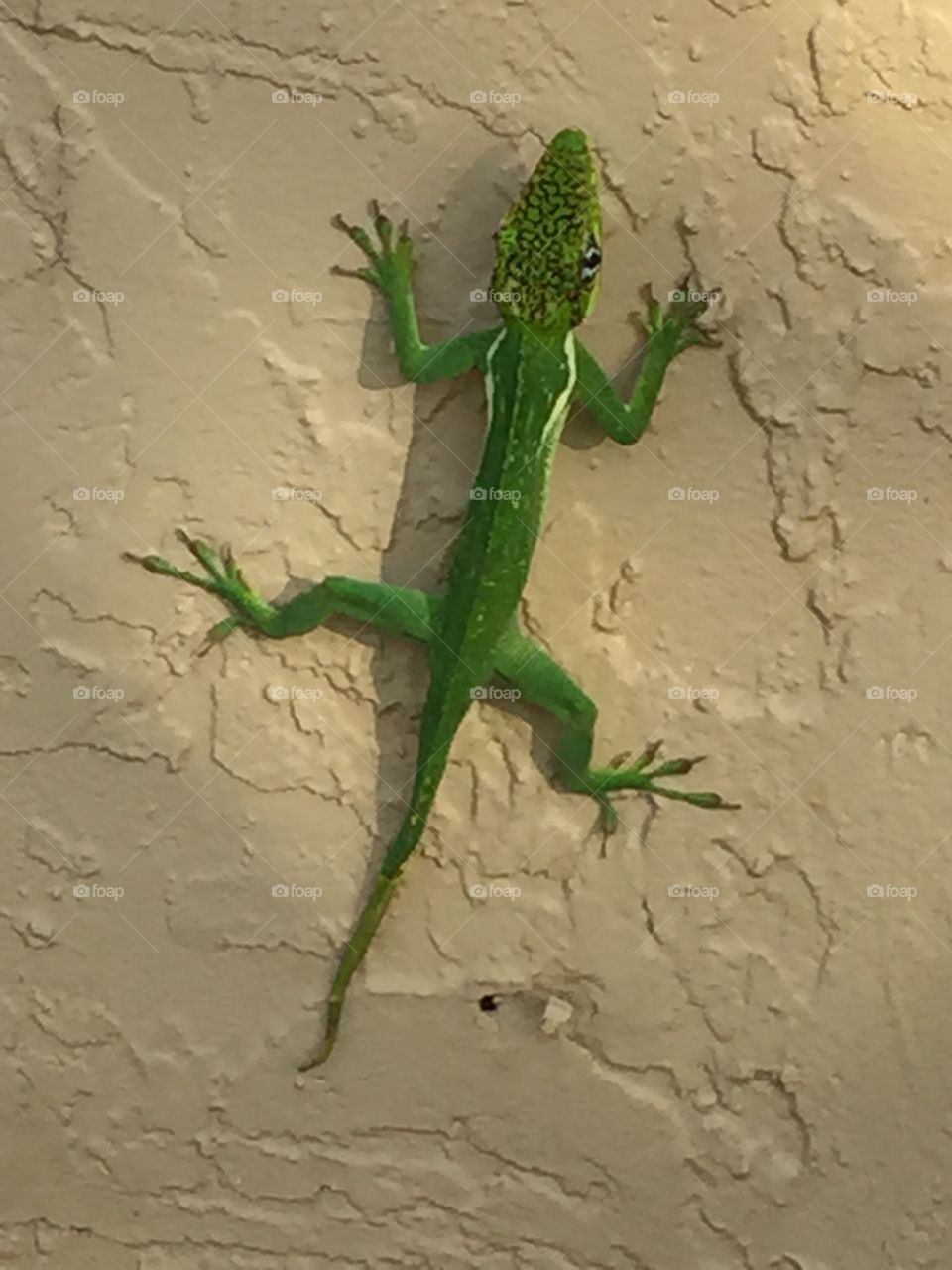 Lizard on wall
