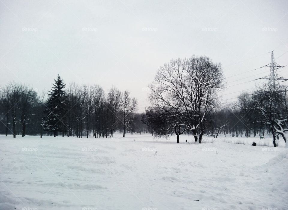 Winter, Snow, Tree, Cold, Landscape